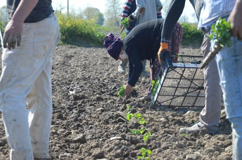 Sokağa çıkma kısıtlaması bulunan Samsun'da özel izinle biber ekimi 31
