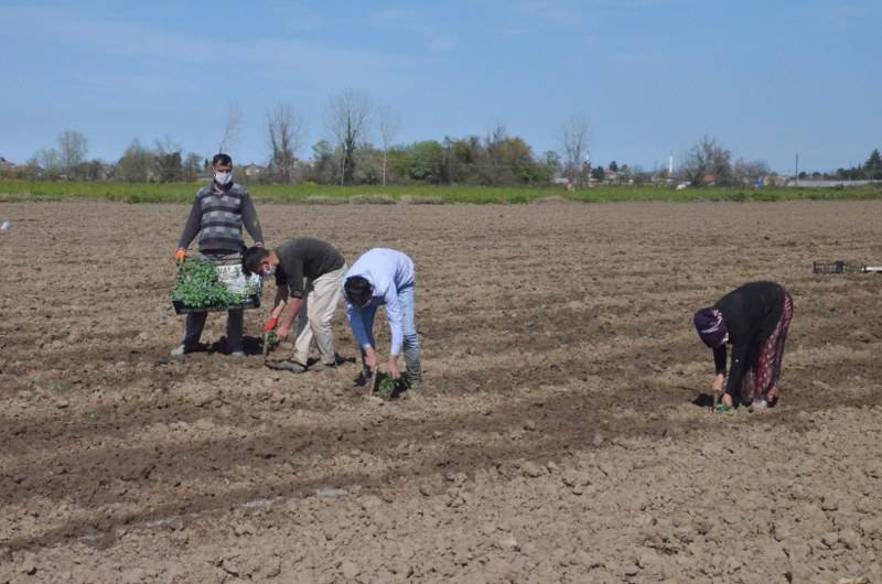 Sokağa çıkma kısıtlaması bulunan Samsun'da özel izinle biber ekimi 33