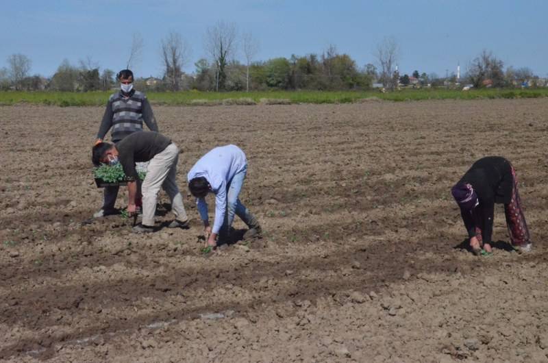 Sokağa çıkma kısıtlaması bulunan Samsun'da özel izinle biber ekimi 34