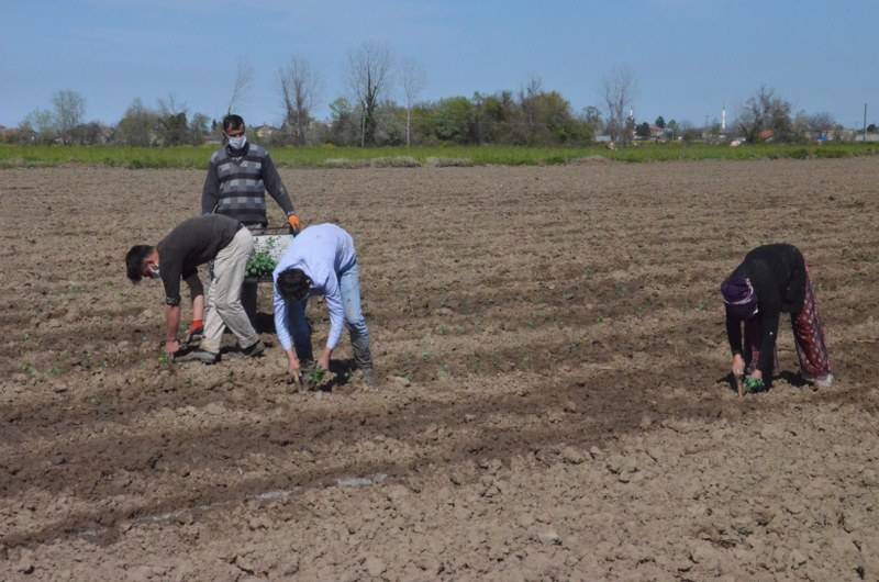 Sokağa çıkma kısıtlaması bulunan Samsun'da özel izinle biber ekimi 35