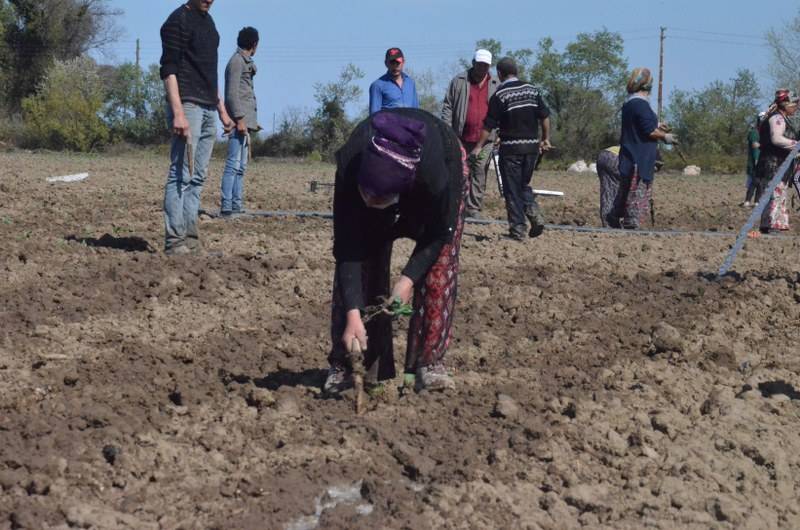 Sokağa çıkma kısıtlaması bulunan Samsun'da özel izinle biber ekimi 36