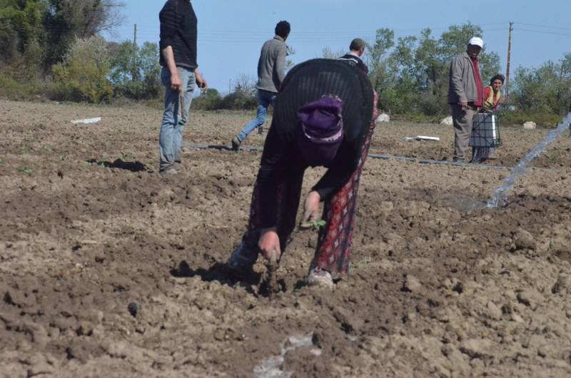 Sokağa çıkma kısıtlaması bulunan Samsun'da özel izinle biber ekimi 38