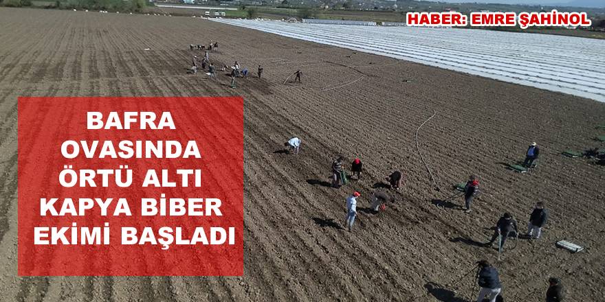 Sokağa çıkma kısıtlaması bulunan Samsun'da özel izinle biber ekimi