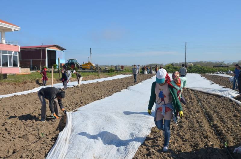 Bafra Ovası’nda örtü altı karpuz fideleri toprakla buluşuyor 13