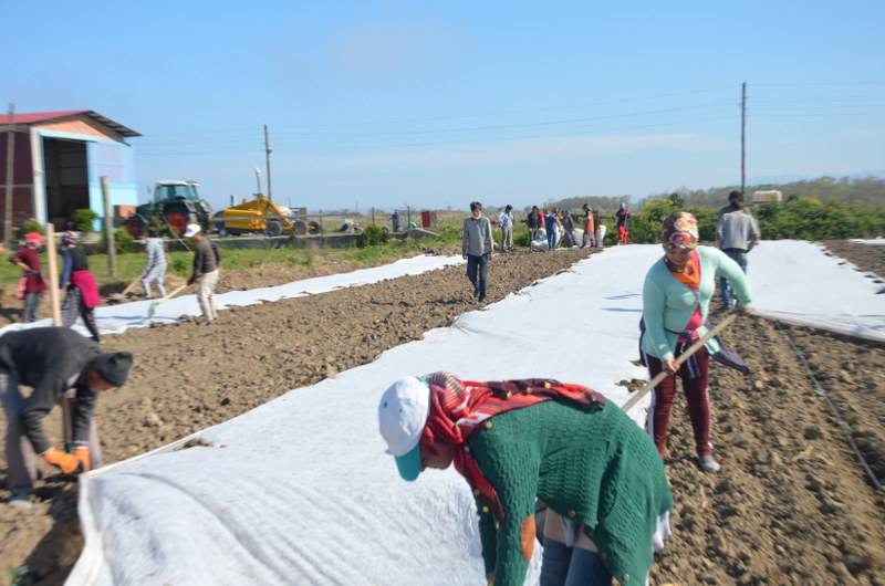 Bafra Ovası’nda örtü altı karpuz fideleri toprakla buluşuyor 14