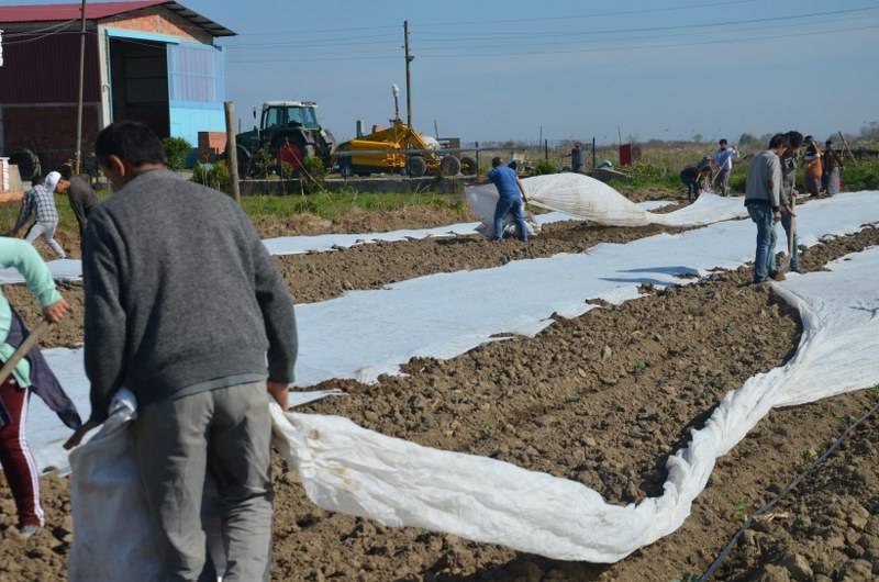 Bafra Ovası’nda örtü altı karpuz fideleri toprakla buluşuyor 18