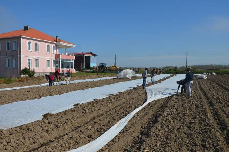 Bafra Ovası’nda örtü altı karpuz fideleri toprakla buluşuyor 20