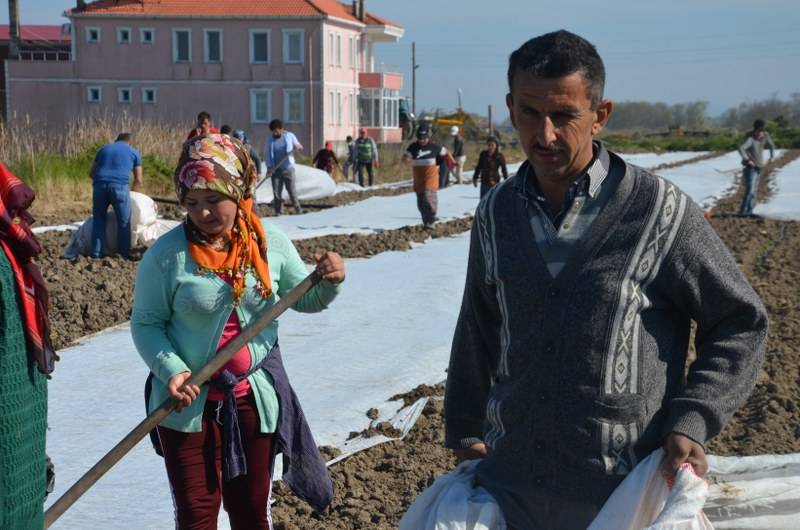 Bafra Ovası’nda örtü altı karpuz fideleri toprakla buluşuyor 26