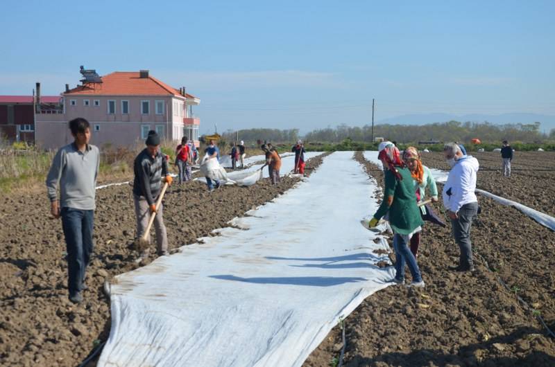 Bafra Ovası’nda örtü altı karpuz fideleri toprakla buluşuyor 27