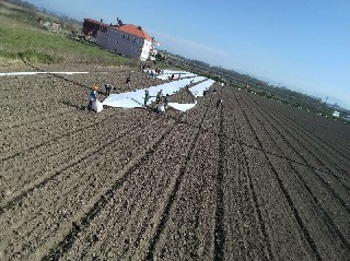 Bafra Ovası’nda örtü altı karpuz fideleri toprakla buluşuyor 8
