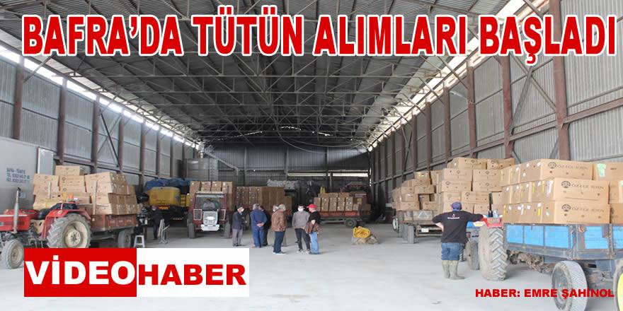 Bafra'da Tütün Alımları Başladı