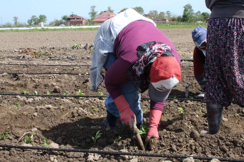 Bafra Ovasın da Anarşit Domates ve Kapri Salçalık Biber Toprakla Buluştu 2