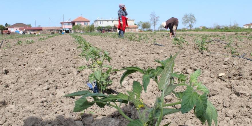 Bafra Ovasın da Anarşit Domates ve Kapri Salçalık Biber Toprakla Buluştu