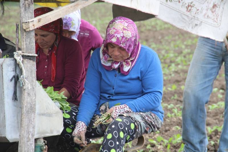 Bafra Ovasında Tütün Ekimi Başladı 3