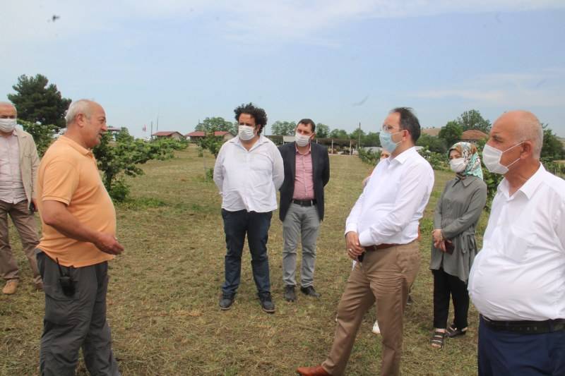 Bafra Ziraat Odası Türkiye’nin İlk Fındık Çiftliğinde İncelemelerde Bulu 11