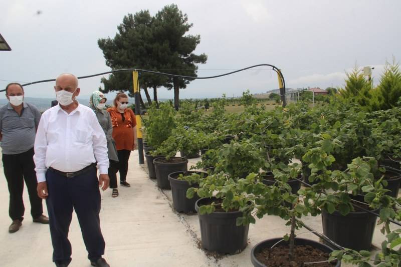 Bafra Ziraat Odası Türkiye’nin İlk Fındık Çiftliğinde İncelemelerde Bulu 3