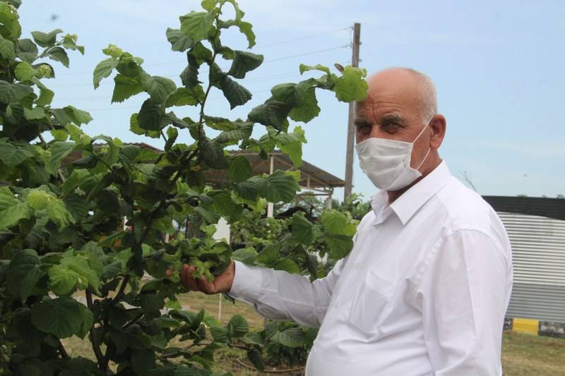Bafra Ziraat Odası Türkiye’nin İlk Fındık Çiftliğinde İncelemelerde Bulu 6
