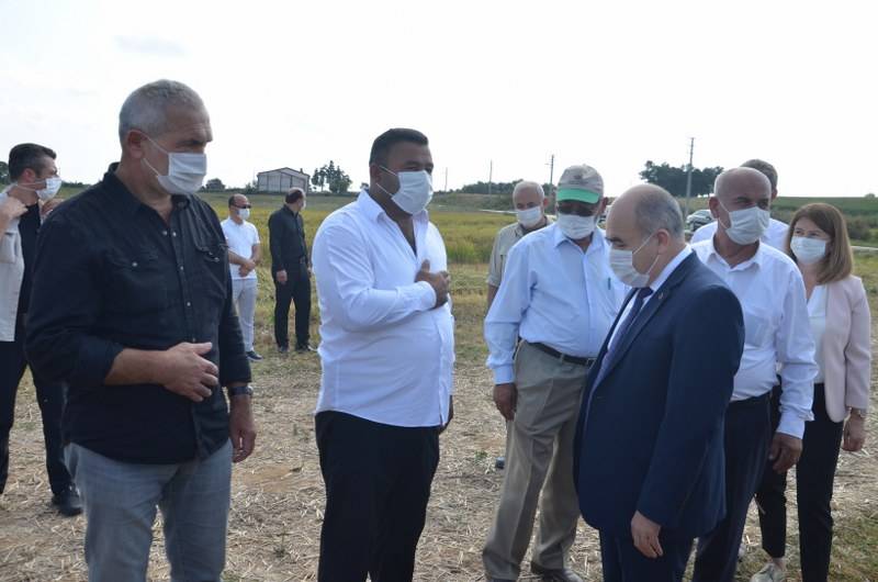 Bafra Ovası'nda 5. Çeltik Hasat Şenliği gerçekleştirildi. 12