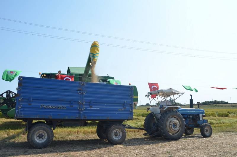 Bafra Ovası'nda 5. Çeltik Hasat Şenliği gerçekleştirildi. 30