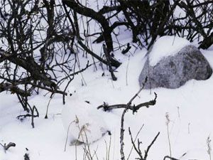 Bu Hayvanları Görebilmek Çok Zor