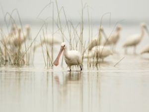 Longoz en güzel zamanını yaşıyor