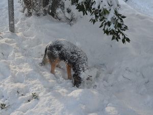 Bafra'dan kar manzaraları