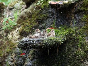Serçeler Banyo yapıyor