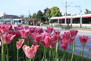 Samsun'da Bahar Başka Güzel 5