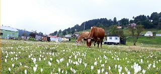 YAYLALARDA DÖNÜŞ ZAMANI 5