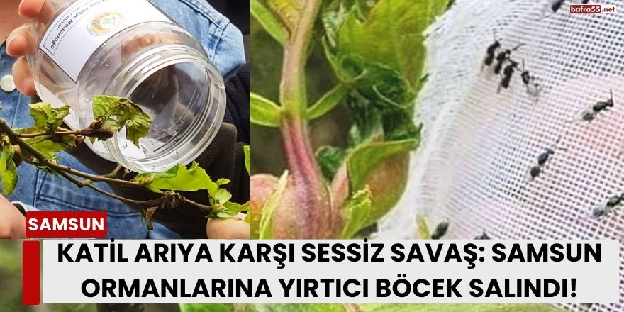 Katil Arıya Karşı Sessiz Savaş: Samsun Ormanlarına Yırtıcı Böcek Salındı!