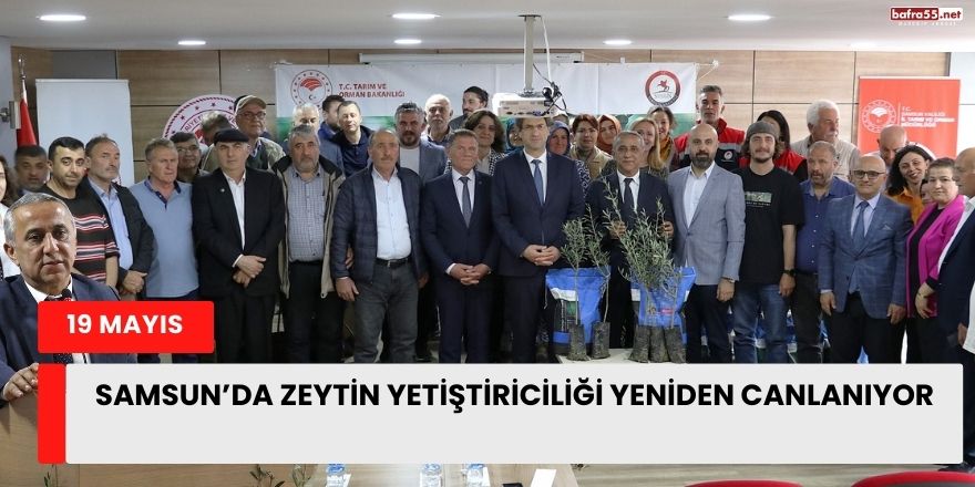 19 Mayıs ilçesinde üreticilere zeytin fidanı dağıtıldı