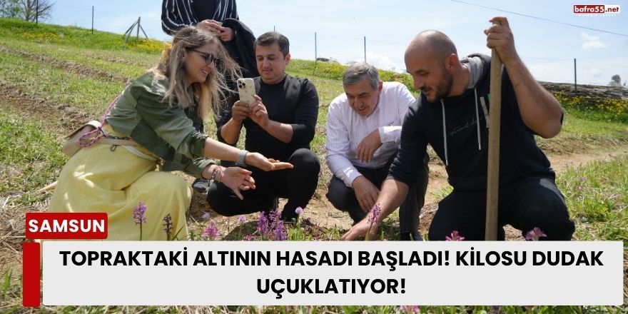 Topraktaki Altının Hasadı Başladı! Kilosu Dudak Uçuklatıryor!