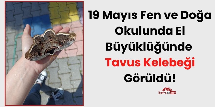 19 Mayıs Fen ve Doğa Okulunda El Büyüklüğünde Tavus Kelebeği Görüldü!