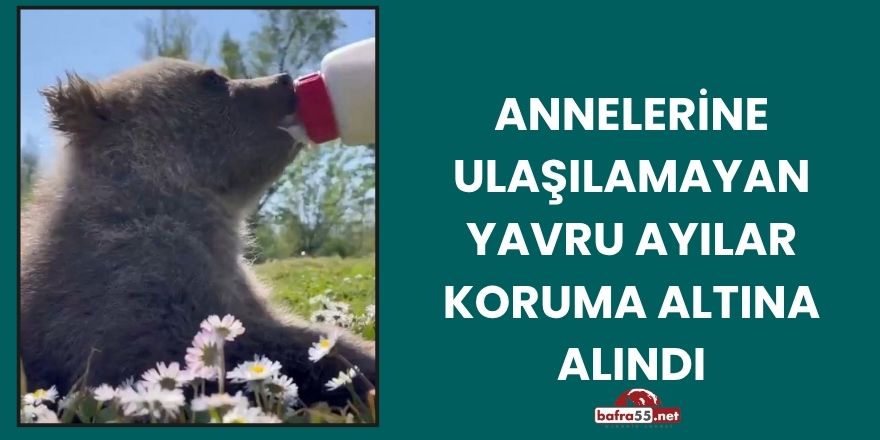 Annelerine Ulaşılamayan Yavru Ayılar Koruma Altına Alındı
