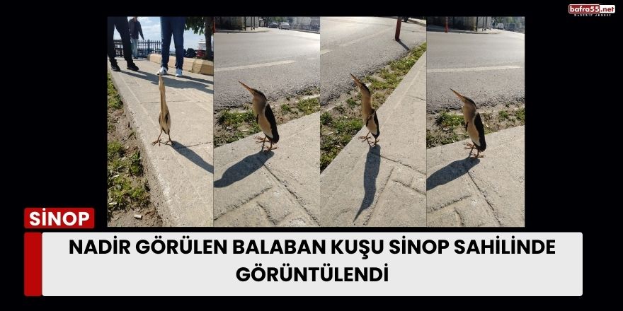 Nadir Görülen Balaban Kuşu Sinop Sahilinde Görüntülendi