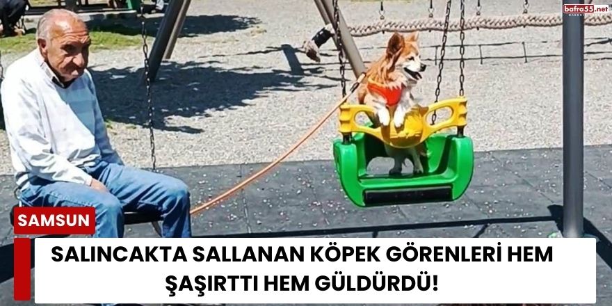 Salıncakta Sallanan Köpek Görenleri Hem Şaşırttı Hem Güldürdü!