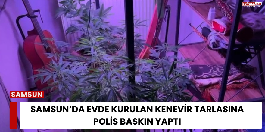 Samsun’da Evde Kenevir Tarlası Kurmuşlar! Polis Baskın Yaptı
