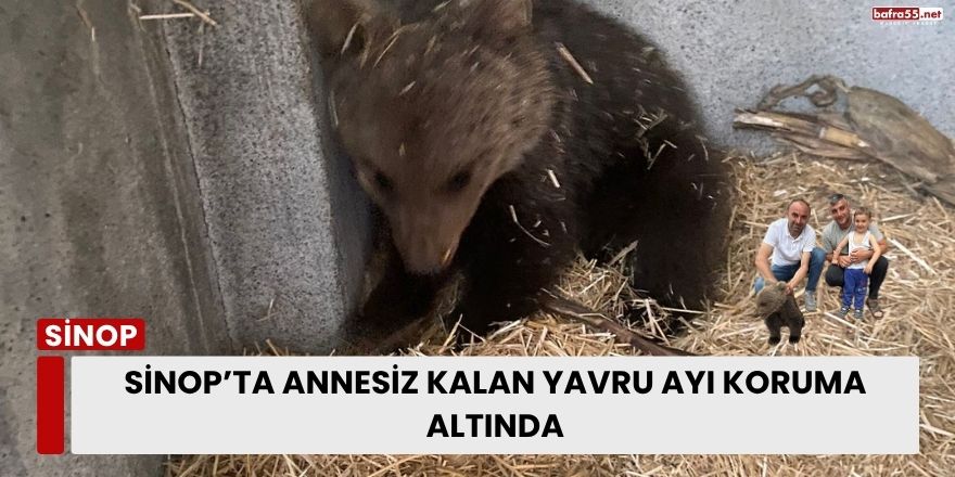 Sinop’ta Annesiz Kalan Yavru Ayı Koruma Altında