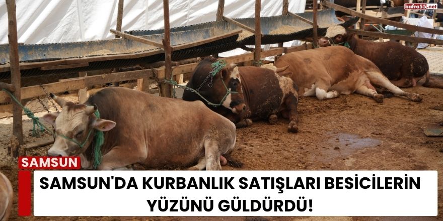 Samsun'da Kurbanlık Satışları Besicilerin Yüzünü Güldürdü