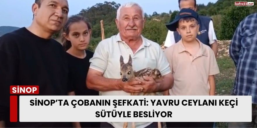 Sinop’ta Çobanın Şefkati: Yavru Ceylanı Keçi Sütüyle Besliyor