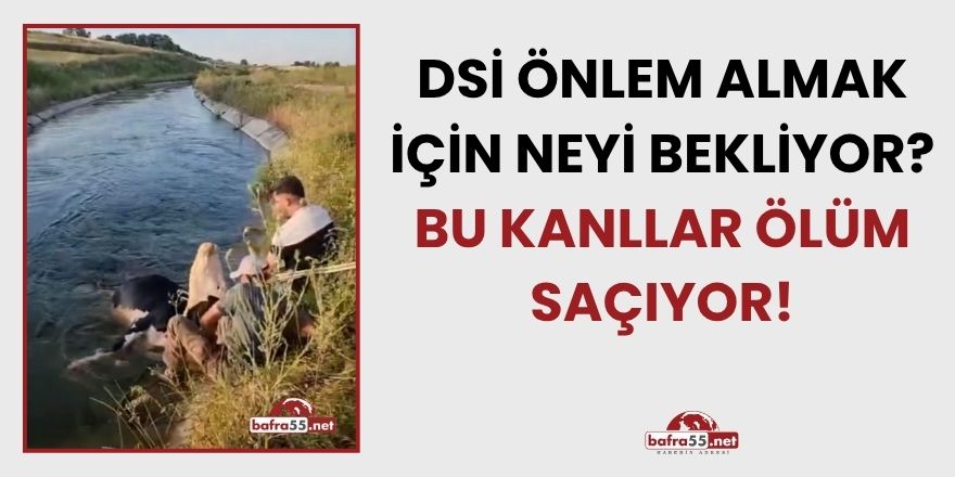 Bafra’da Önlemsiz Kanallar Tehlike Saçıyor: Bu Kez Bir İnek Kanala Düştü