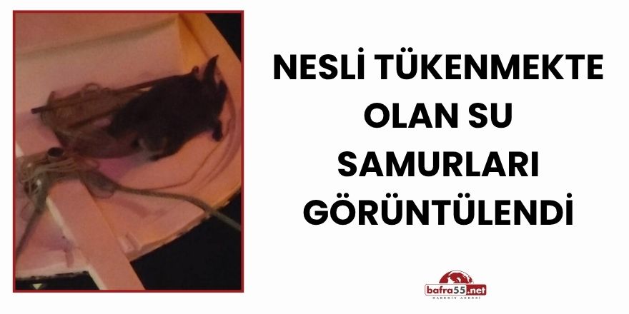 Nesli Tükenmekte Olan Su Samurları Görüntülendi
