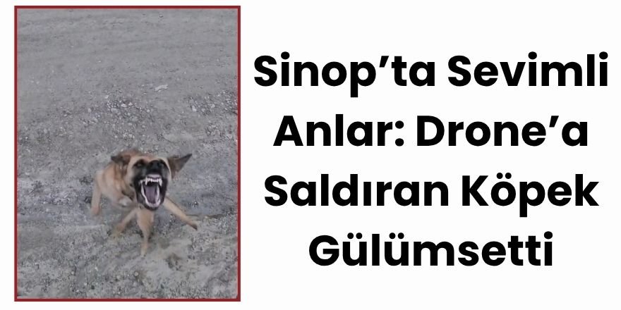 Sinop’ta Sevimli Anlar: Drone’a Saldıran Köpek Gülümsetti