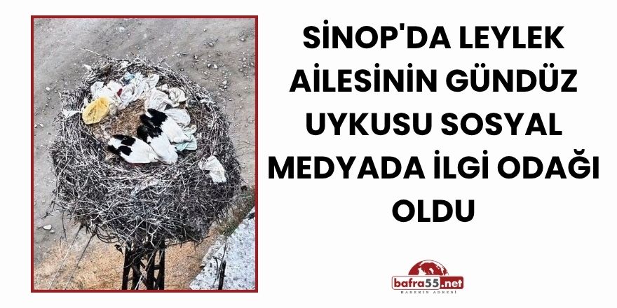 Sİnop'da Leylek Ailesinin Gündüz Uykusu Sosyal Medyada İlgi Odağı Oldu