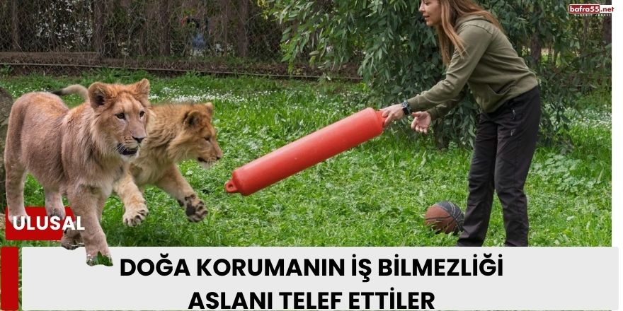 Doğa Koruma'nın iş bilmezliği: Aslanı telef ettiler