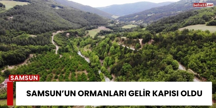 Samsun’un Ormanları Gelir Kapısı Oldu