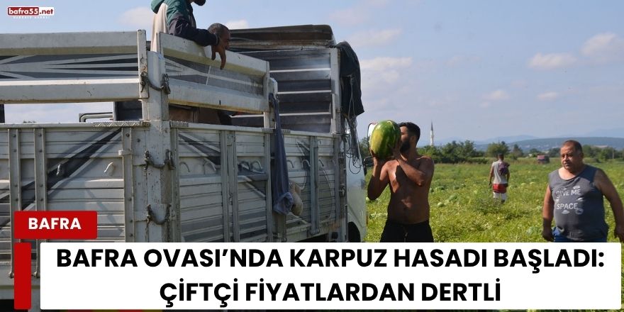Bafra Ovası’nda Karpuz Hasadı Başladı: Çiftçi Fiyatlardan Dertli