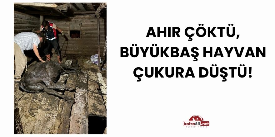 Ahır Çöktü, Büyükbaş Hayvan Çukura Düştü