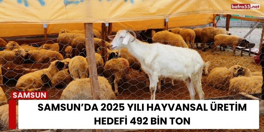Samsun’da 2025 Yılı Hayvansal Üretim Hedefi 492 Bin Ton