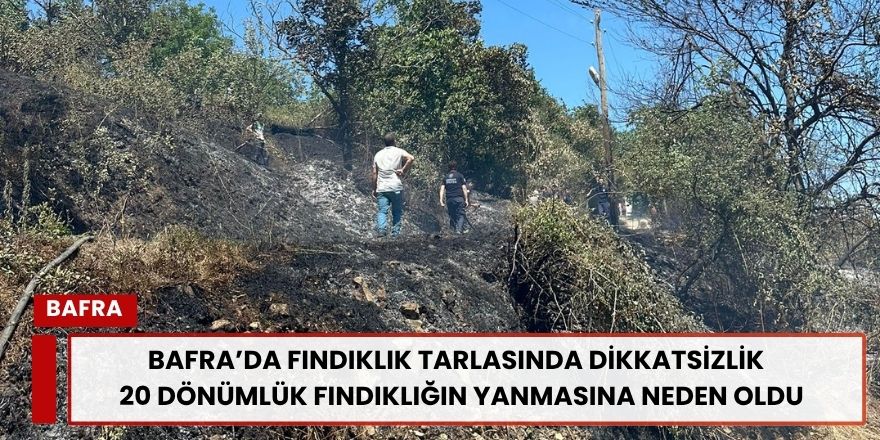 Bafra’da Fındıklık Tarlasında Dikkatsizlik  20 Dönümlük Fındıklığın Yanmasına Neden Oldu